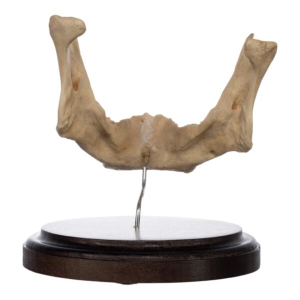 Human Mandible on Stand
(2438) - Image 4