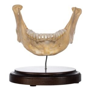 Human Mandible on Stand

(2439)