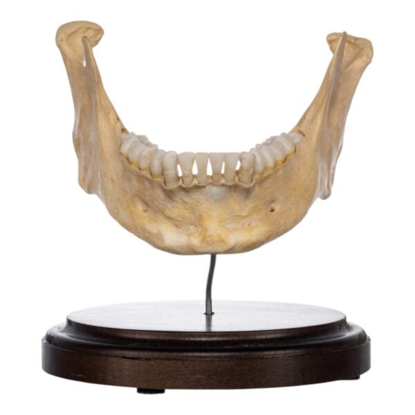 Human Mandible on Stand

(2439)