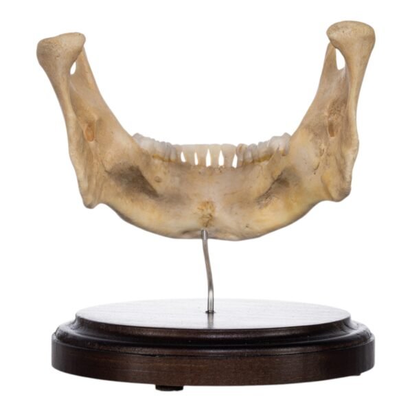 Human Mandible on Stand

(2439) - Image 4