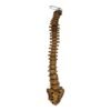 Real Human Spine and Sacrum - Articulated, Antique

(0349)