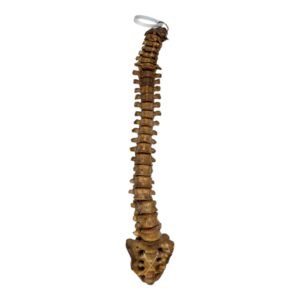 Real Human Spine and Sacrum - Articulated, Antique

(0349)