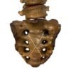 Real Human Spine and Sacrum - Articulated, Antique

(0349) - Image 3