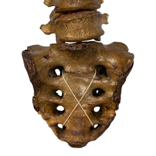 Real Human Spine and Sacrum - Articulated, Antique

(0349) - Image 3