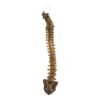 Real Human Spine and Sacrum - Articulated, Antique

(0349) - Image 2
