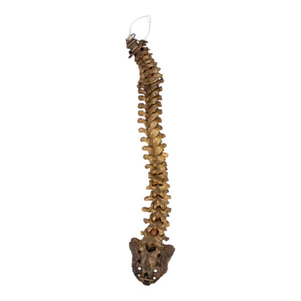 Real Human Spine and Sacrum - Articulated, Antique

(0349) - Image 2