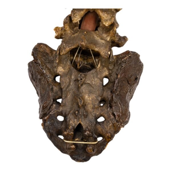 Real Human Spine and Sacrum - Articulated, Antique

(0349) - Image 4