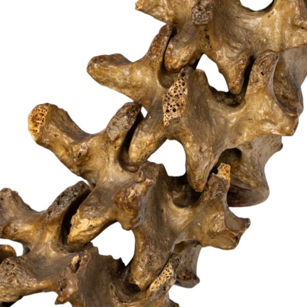 Real Human Spine and Sacrum - Articulated, Antique

(0349) - Image 5