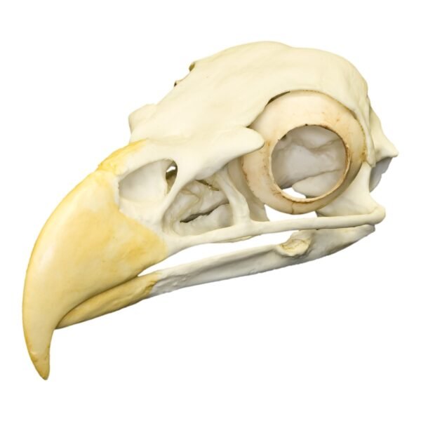 Replica Bald Eagle Skull
(0068) - Image 4