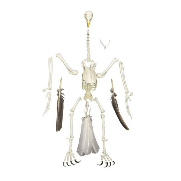 Replica Bald Eagle Skeleton

(04768)-A - Image 5