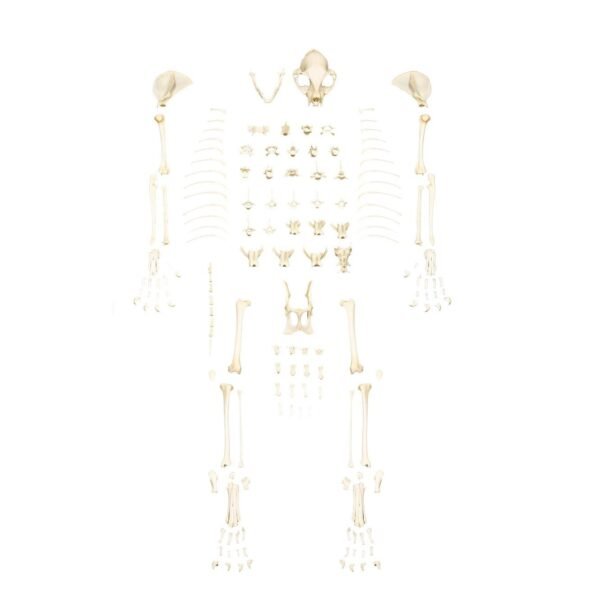 Domestic Cat Skeleton by Skulls Unlimited
(4062) - Image 6