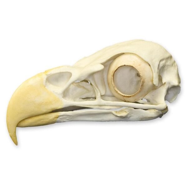 Replica Bald Eagle Skull
(0068) - Image 2