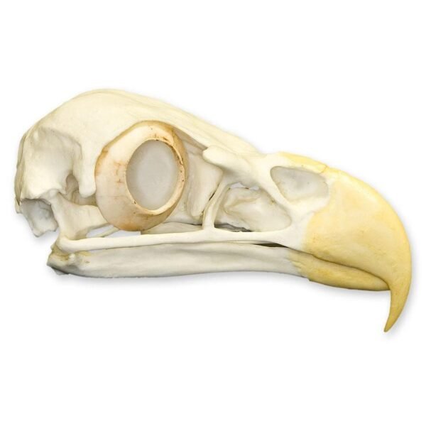 Replica Bald Eagle Skull
(0068) - Image 3