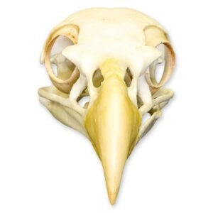 Replica Bald Eagle Skull
(0068)