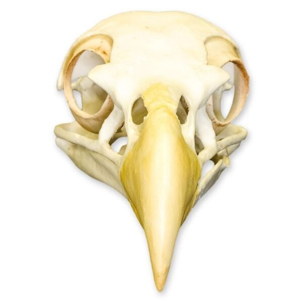 Replica Bald Eagle Skull
(0068)