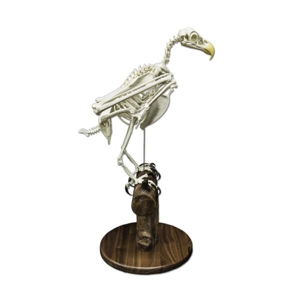 Replica Bald Eagle Skeleton

(04768)-A - Image 2