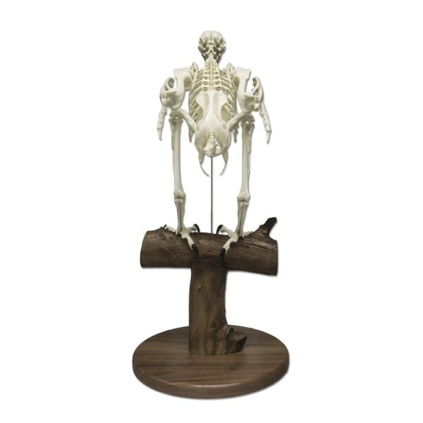 Replica Bald Eagle Skeleton

(04768)-A - Image 4