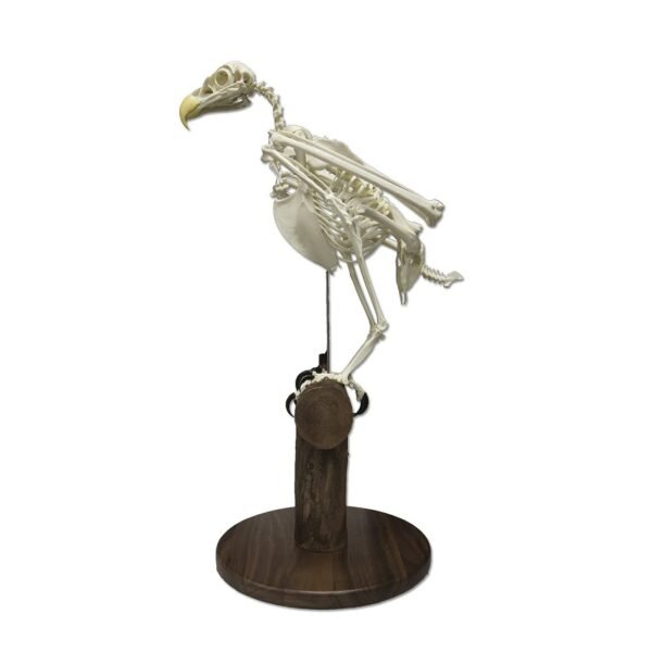 Replica Bald Eagle Skeleton

(04768)-A - Image 3