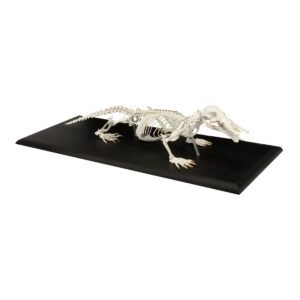 Replica Platypus Skeleton
02698