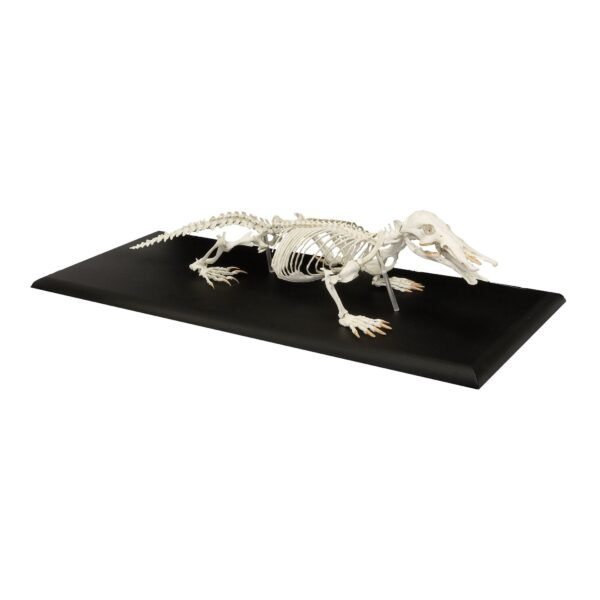 Replica Platypus Skeleton
02698