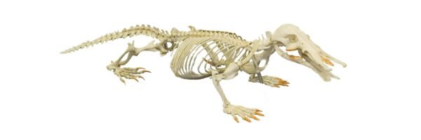Replica Platypus Skeleton
02698 - Image 2