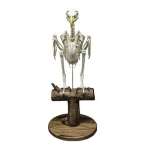 Replica Bald Eagle Skeleton

(04768)-A