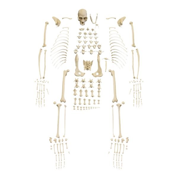Replica Black Spider Monkey Skeleton
(28903) - Image 2