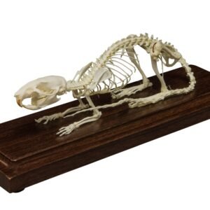 Real Rat Skeleton - Economy

(09309)