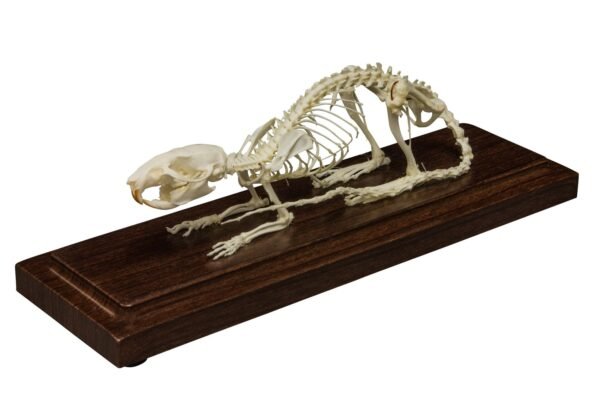 Real Rat Skeleton - Economy

(09309)