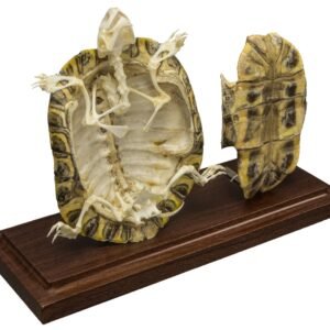 Real Turtle Skeleton With Scutes - Economy
(05734)