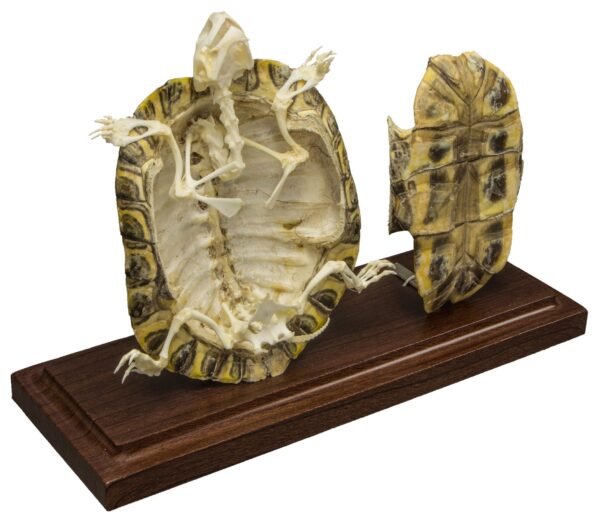 Real Turtle Skeleton With Scutes - Economy
(05734)