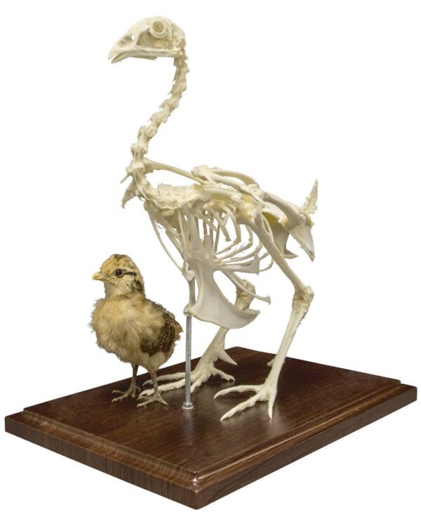 Chicken Skeleton - Economy

(06320)