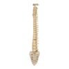 Spine and Sacrum - Loosely Strung

(30699) - Image 2