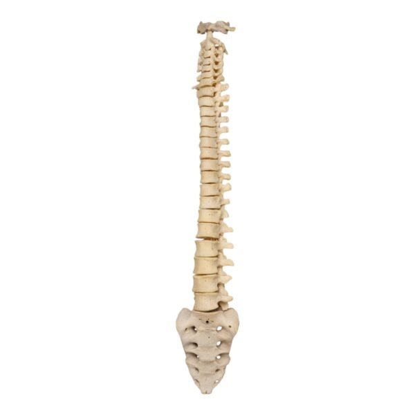 Spine and Sacrum - Loosely Strung

(30699) - Image 2