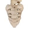 Spine and Sacrum - Loosely Strung

(30699) - Image 3