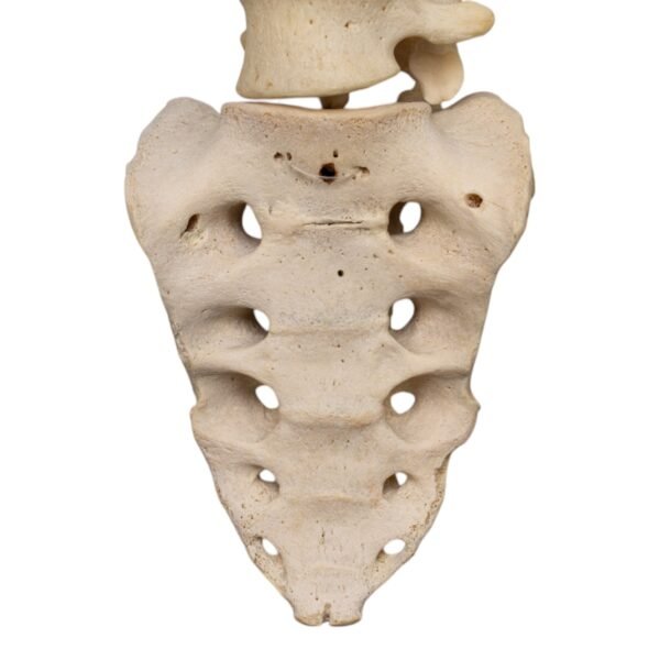 Spine and Sacrum - Loosely Strung

(30699) - Image 3
