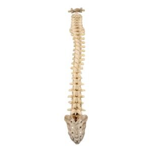 Spine and Sacrum - Loosely Strung

(30699)