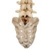 Spine and Sacrum - Loosely Strung

(30699) - Image 4