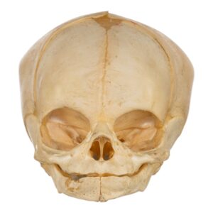 Fetal Skull

(35388)