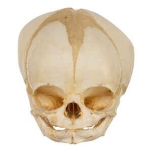 Fetal Skull

(30764)
