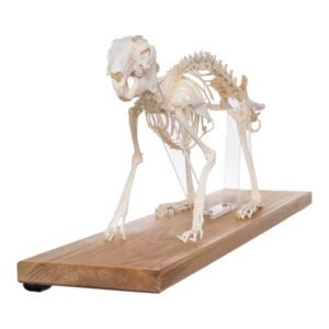Domestic Rabbit Economy Skeleton

(08654)