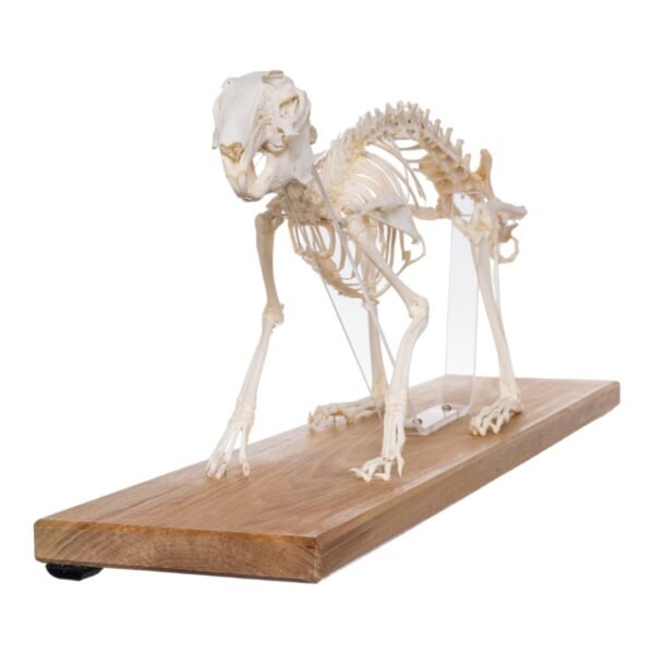 Domestic Rabbit Economy Skeleton

(08654)