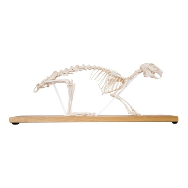 Domestic Rabbit Economy Skeleton

(08654) - Image 2