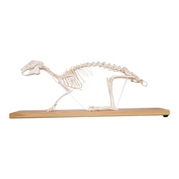 Domestic Rabbit Economy Skeleton

(08654) - Image 3