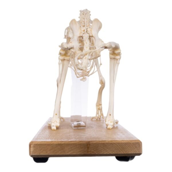 Domestic Rabbit Economy Skeleton

(08654) - Image 4