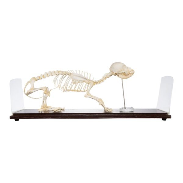 Domestic Dog Economy Skeleton
(30986) - Image 2