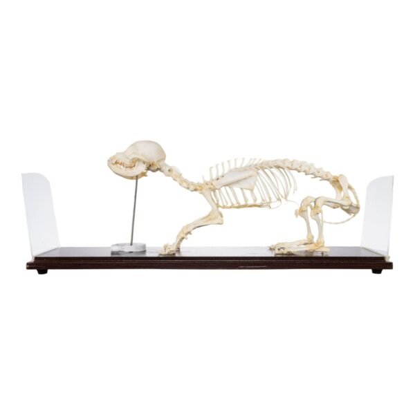 Domestic Dog Economy Skeleton
(30986) - Image 3