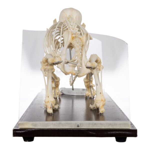 Domestic Dog Economy Skeleton
(30986) - Image 4