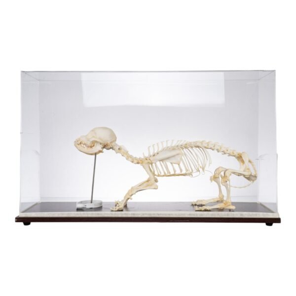 Domestic Dog Economy Skeleton
(30986) - Image 5