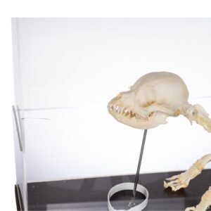 Domestic Dog Economy Skeleton
(30986)